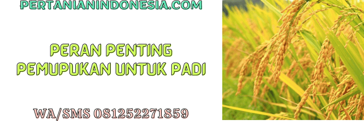 fase,pupuk,pupuk padi,pemupukan,tanaman,padi,pertanian indonesia